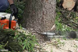 Best Palm Tree Trimming  in Newport, WA